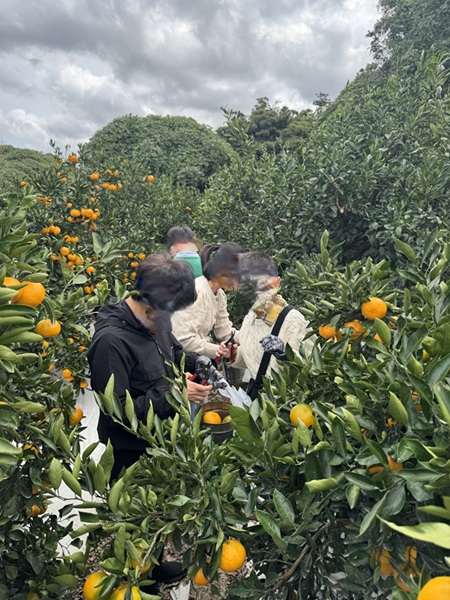 제주도 여행중 귤따기 체험중입니다..jpg