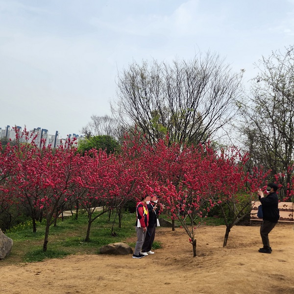 [그루터기] 춘덕산 복숭아 꽃 놀이