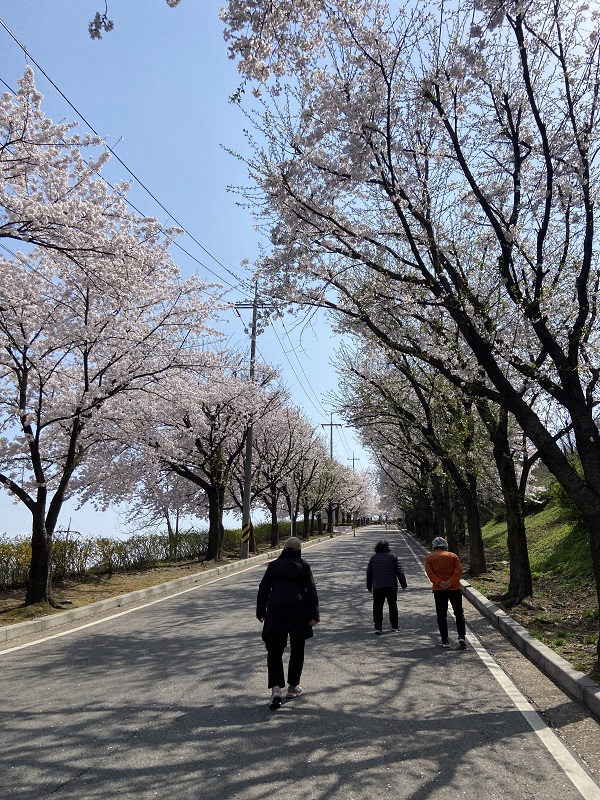 남동소식벚꽃2.jpg