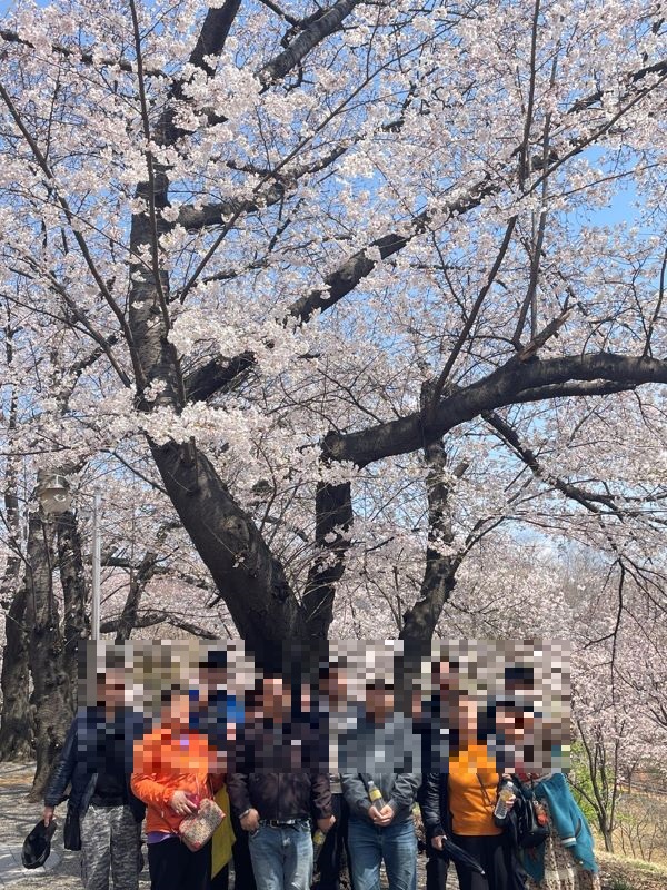 [그루터기] 벚꽃데이